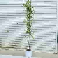 黒竹　高さ約120センチ 緑の葉 白ポット Amazon | 庭木：黒竹（くろちく） 樹高：100cm 全高120cm